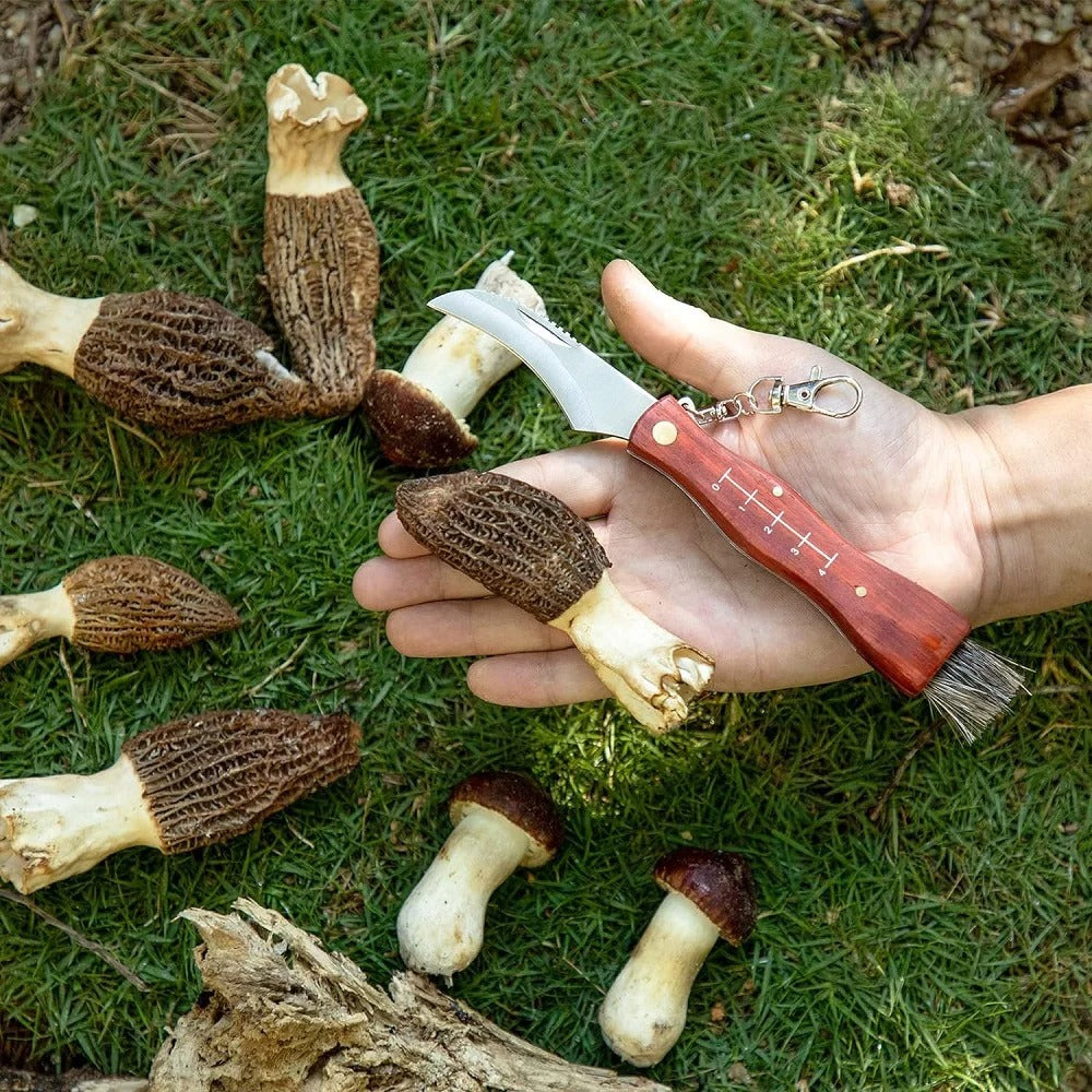 Top 5 Must-Have Mushroom Foraging Tools for Every Enthusiast